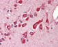 BAP29 / BCAP29 Antibody (Internal)